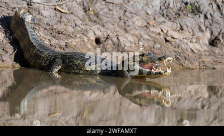 Caiman (Caiman yacare) nel fiume Cuiaba, Porto Jofre, Pantanal, Brasile Foto Stock