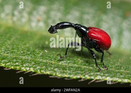 Femmina giraffe weevil (Trachelohorus giraffa) dal Parco Nazionale Andasibe, Madagascar Foto Stock