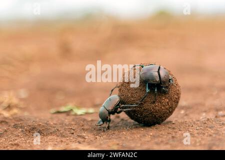 Scarabei di sterco che rotolano una grande palla di sterco nella Zimanga Private Reserve, Sud Africa. Forse grande scarabeo di rame (Kheper nigroaeneus) Foto Stock