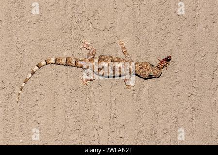 Geco tropicale (Hemidactylus mabouia) che si nutrono di insetti a Zimanga, in Sudafrica Foto Stock