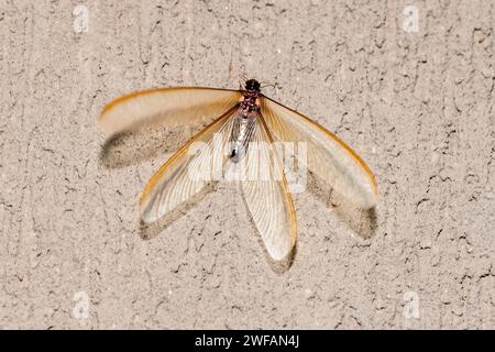 Forma alata (alati) di termite (Odontotermes sp.) Questo ha sciamato per un breve periodo (<24 ore) a Zimanga, in Sudafrica, in ottobre Foto Stock