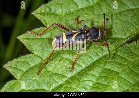 Scarabeo a corno lungo (Clytus arietis) che simula il WASP dalla Norvegia sud-occidentale Foto Stock