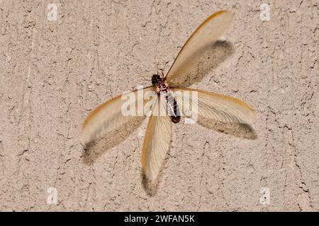 Forma alata (alati) di termite (Odontotermes sp.) Questo ha sciamato per un breve periodo (<24 ore) a Zimanga, in Sudafrica, in ottobre Foto Stock