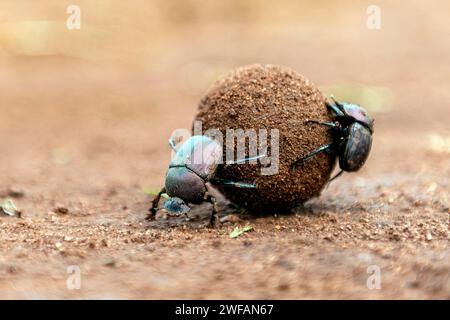 Scarabei di sterco che rotolano una grande palla di sterco nella Zimanga Private Reserve, Sud Africa. Forse grande scarabeo di rame (Kheper nigroaeneus) Foto Stock