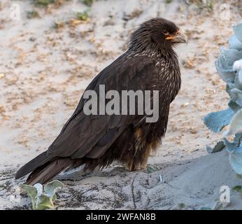 caracara striata (Phalcoboenus australis) dall'isola di Saunders, le isole Falkland Foto Stock