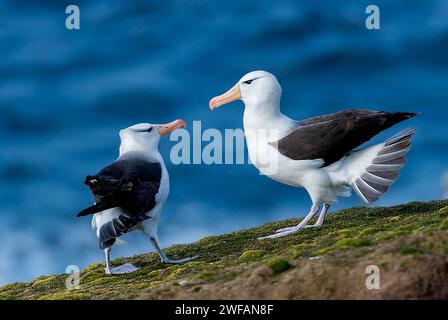 Coppia di Albatross dal sopracciglio nero (Thalassarche melanophrys), isola Saunders, Falklands Foto Stock