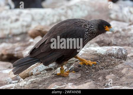 caracara striata (Phalcoboenus australis) dall'isola di Saunders, le isole Falkland Foto Stock