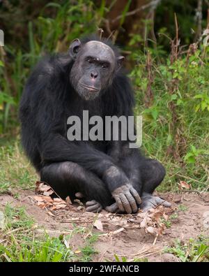 Scimpanzé comune (Pan troglodytes) in Ol Pejeta Conservancy, Kenya Foto Stock