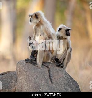 Coppia di langur grigio (Semnopithecus dussumieri) con neonato nel Parco Nazionale di Pench, Madhya Pradesh, India, Asia Foto Stock