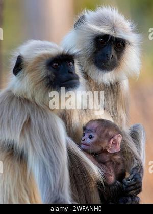 Famiglia Gray langur nel Pench National Park, Madhya Pradesh, India Foto Stock