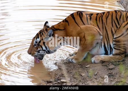 Il Bengala Tigress noto come Chhoti Mada (nato nel 2008) beve nel Parco Nazionale di Kana (Mukki Range), Madhya Pradesh, India. Foto di febbraio 2019 Foto Stock