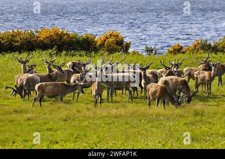 Herde Rothitsche in Schottland | allevamento di cervi cervi con le corna di cervo in velluto lungo il lato del Loch Brora, Sutherland, Scotland, Regno Unito Foto Stock