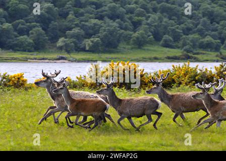 Herde Rothitsche in Schottland | allevamento di cervi cervi con le corna di cervo in velluto lungo il lato del Loch Brora, Sutherland, Scotland, Regno Unito Foto Stock