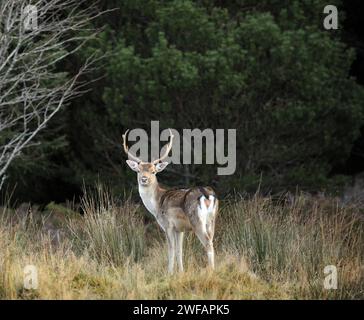 Cervi a riposo in boschi a Strath Tummel, Perthshire, Scozia, Regno Unito Foto Stock