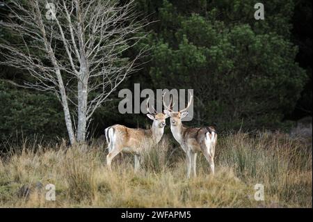 Coppia di cervi a riposo in bosco a Strath Tummel, Perthshire, Scozia, Regno Unito Foto Stock