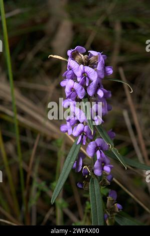 Alcune piante hanno più di un nome comune - questo è Birds Eye o Blue Bonnet, anche comune Hovea - il nome proprio è Hovea Linearis. Hochkins Ridge. Foto Stock