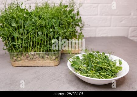 I vibranti microgreen si crogiolano nella luce soffusa del giorno, un lussureggiante mucchio di germogli di piselli Foto Stock