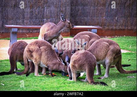 Un gruppo di canguri in uno zoo Foto Stock