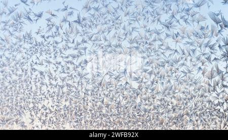 La luce mattutina filtra attraverso una danza di cristalli di gelo, formando una delicata rete contro un soffice cielo invernale. Foto Stock