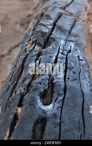 (240130) -- ZIYANG, 30 gennaio 2024 (Xinhua) -- questa foto scattata il 5 dicembre 2023 mostra un pezzo di ebano scoperto nel sito Mengxihe nella contea di Lezhi di Ziyang, nella provincia del Sichuan della Cina sud-occidentale. Il sito di Mengxihe è stato annunciato come uno dei sei più importanti reperti archeologici del 2023 in Cina martedì, secondo l'Istituto Provinciale di Sichuan di reliquie culturali e archeologia. Il sito di Mengxihe, risalente a 50.000 - 70.000 anni fa, ha conservato una serie di resti di materia organica tra cui fossili animali, ebano e semi di piante. Un'inondazione nell'estate del 2019 ha portato alla luce ebony An Foto Stock