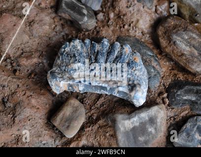 (240130) -- ZIYANG, 30 gennaio 2024 (Xinhua) -- questa foto scattata il 5 dicembre 2023 mostra un dente di elefante scoperto nel sito Mengxihe nella contea di Lezhi di Ziyang, nella provincia del Sichuan della Cina sud-occidentale. Il sito di Mengxihe è stato annunciato come uno dei sei più importanti reperti archeologici del 2023 in Cina martedì, secondo l'Istituto Provinciale di Sichuan di reliquie culturali e archeologia. Il sito di Mengxihe, risalente a 50.000 - 70.000 anni fa, ha conservato una serie di resti di materia organica tra cui fossili animali, ebano e semi di piante. Un'inondazione nell'estate del 2019 ha portato alla luce ebony A. Foto Stock