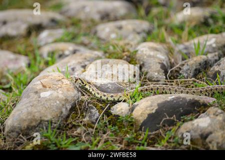 Un giovane serpente leopardo che riposa a terra, giorno nuvoloso in autunno, Cherso (Croazia) Foto Stock