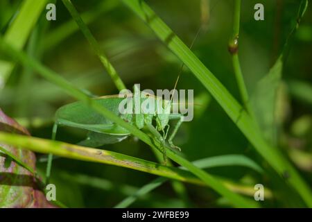 Ritratto di un grande grillo verde Tettigonia cantans) seduto su una foglia Foto Stock