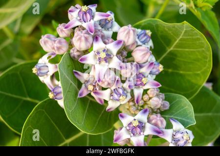 Fiori viola di Calotropis gigantea, famiglia delle Apocynaceae Foto Stock