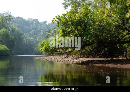 Agonda, Goa, India, paesaggio con mangrovie e palme. Foto Stock