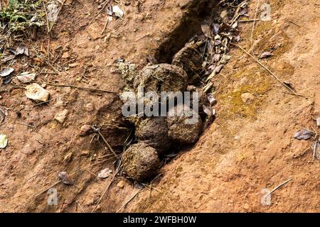 Sterco di elefante sulla strada, nella foresta del Kerala Foto Stock