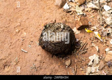 Sterco di elefante sulla strada, nella foresta del Kerala Foto Stock