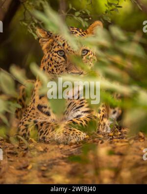Leopardo selvatico o pantera indiano o panthera pardus fusca mimetico in erba verde monsonica con contatto visivo nel safari nel parco nazionale o nella riserva Foto Stock