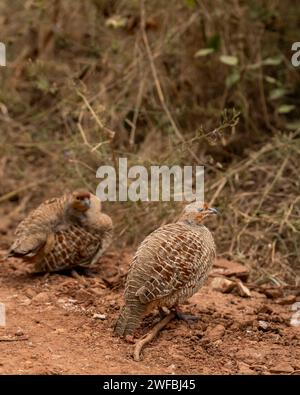 Profilo laterale di francolina grigia o perniciata grigia o della famiglia Francolinus pondicerianus insieme su una pista forestale durante il safari invernale a Ranthambore Foto Stock