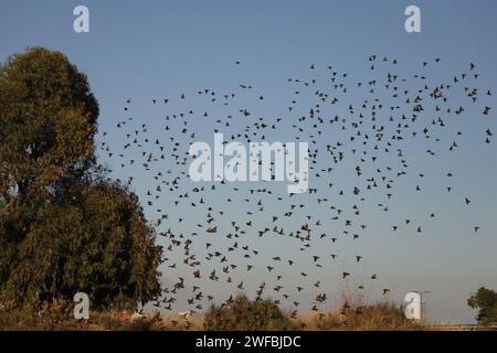 uno stormo di corvi vola nel cielo Foto Stock