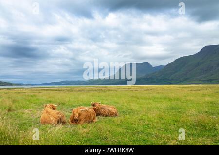 Paesaggio con il bestiame delle Highland che giace nell'erba nelle North West Highlands, Scozia, Regno Unito Foto Stock