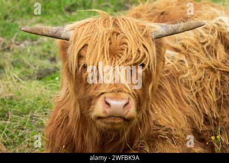 Ritratto di una mucca delle Highland sdraiata nell'erba in North West Highlands, Scozia UK Foto Stock