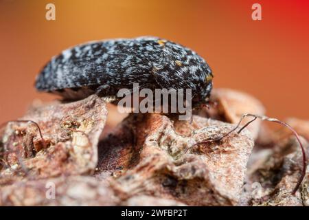 Coleottero di larice (Dermestes murinus) Foto Stock