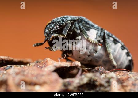 Coleottero di larice (Dermestes murinus) Foto Stock