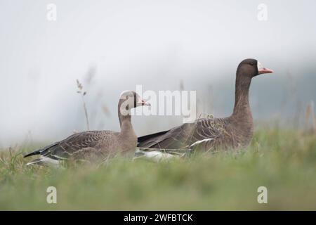 jung und alt... Blässgänse Anser albifrons , junge Wildgans gemeinsam mit Altvogel in einer Wiese am Niederrhein, Familienverbund, Blässgans ist ab Oktober bis in den März häufiger Wintergast am Niederrhein und an der deutschen Küste *** Greater White-fronted Goose / Wild Oose Anser albifrons , un giovane, un adulto, riposo, seduto in erba alta di un prato, fauna selvatica, Europa. Nordrhein-Westfalen Deutschland, Westeuropa Foto Stock