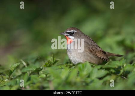 Rubythroat siberiano / Rubinkehlchen Luscinia calliope , uccello maschile, seduto a terra, vista laterale, Hoogwoud, Paesi Bassi. NIEDERLANDE Foto Stock
