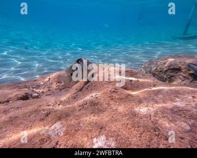 Il dascyllus (Dascyllus trimaculatus) detto damsel domino o semplicemente domino, è una specie di damselfie della famiglia Pomacentridae und Foto Stock