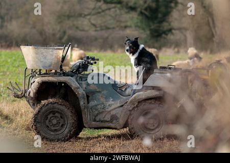 Collie di confine seduto su quad, cane da lavoro contadino bianco e nero in attesa dell'agricoltore nelle vicinanze, quad-bike macchine agricole in funzione presso siepi in campo Foto Stock