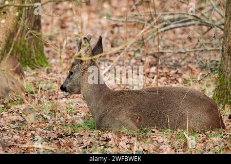 Capreolus x2, pelliccia grigia rossastra orecchie verticali lunghe con bordi neri mento bianco naso lucido nero stagione invernale area boschiva Regno Unito formato paesaggio Foto Stock