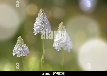 Orchidea piramidale, forma albina (Anacamptis berica fo. alba), Orchidaceae. Orchidea selvatica europea. pianta rara erbacea perenne. Italia, Toscana, Foto Stock