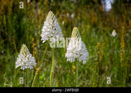 Orchidea piramidale, forma albina (Anacamptis berica fo. alba), Orchidaceae. Orchidea selvatica europea. pianta rara erbacea perenne. Italia, Toscana, Foto Stock