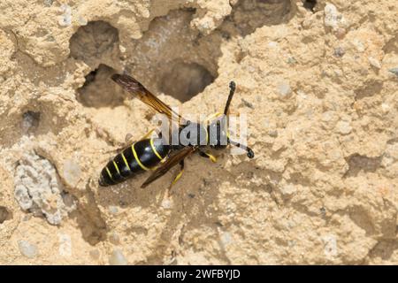 Gemeine Schornsteinwespe, Schornsteinwespe, Schornstein-Wespe, Männchen, Odynerus spinipes, Oplomerus spinipes, Spiny Mason Wasp, maschio, Odynère commun Foto Stock