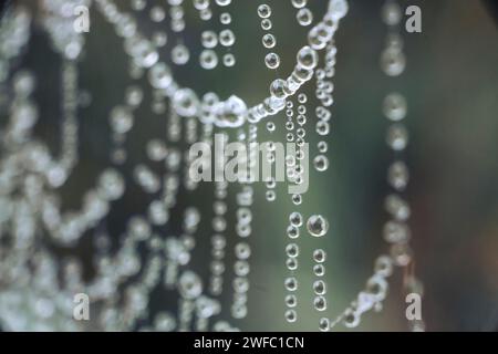 Una macro shot di una ragnatela ricoperta di goccioline d'acqua Foto Stock