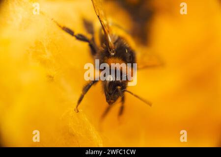 Un macro shot di un bumblebee su un fiore d'arancio Foto Stock