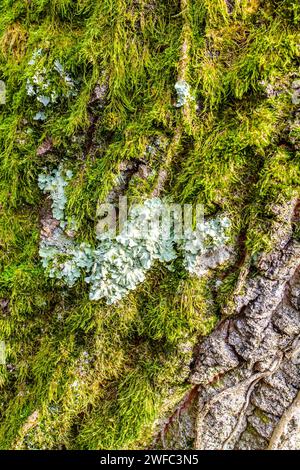 Muschio e licheni che crescono sulla corteccia di quercia (Quercus) - Francia centrale. Foto Stock