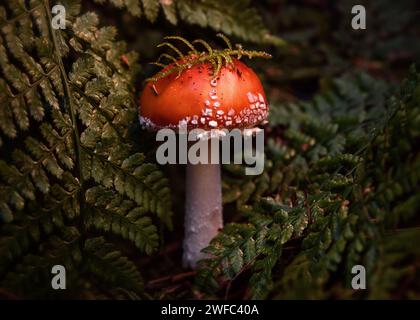 Funghi Rustgill Foto Stock